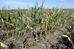 drought cornfield